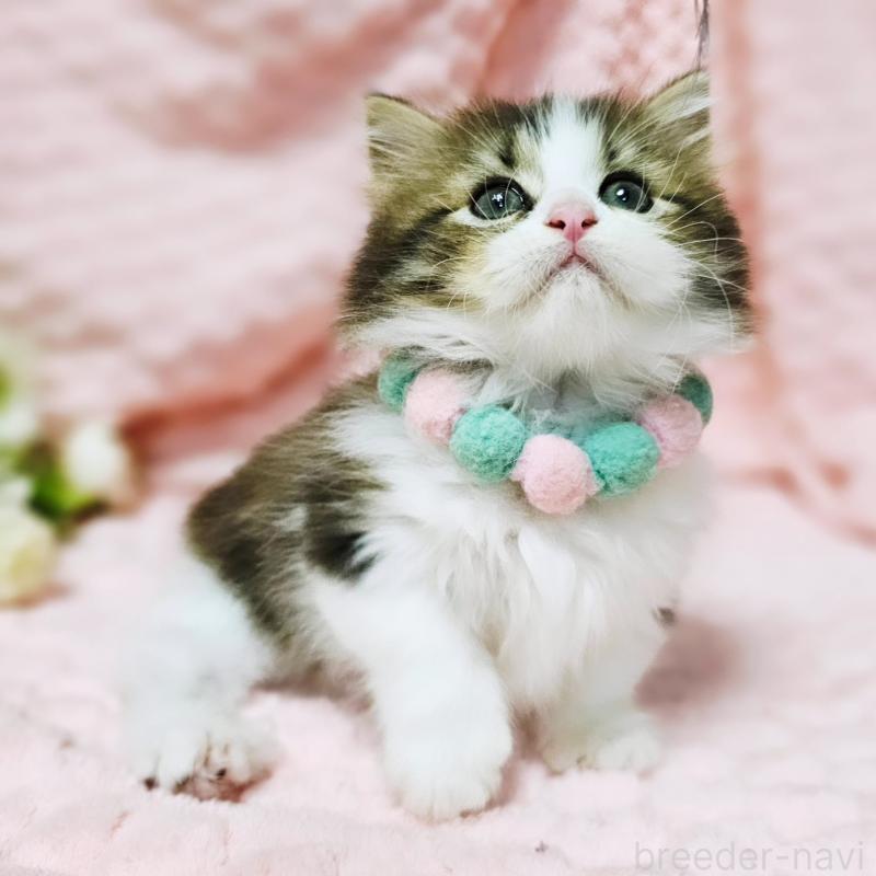 販売中の茨城県のミヌエット(短足)-130239の2枚目