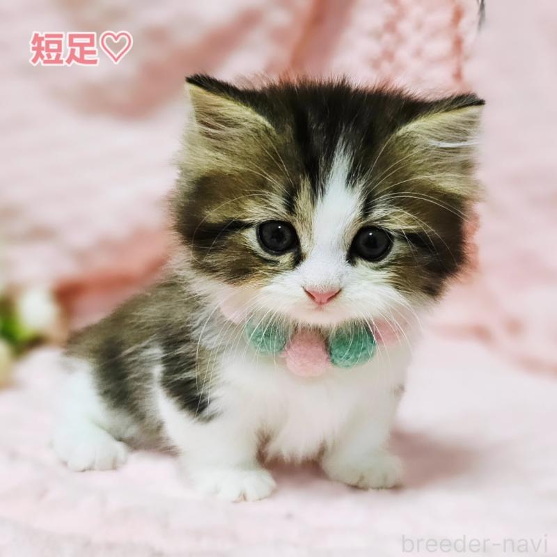 販売中の茨城県のミヌエット(短足)-130239