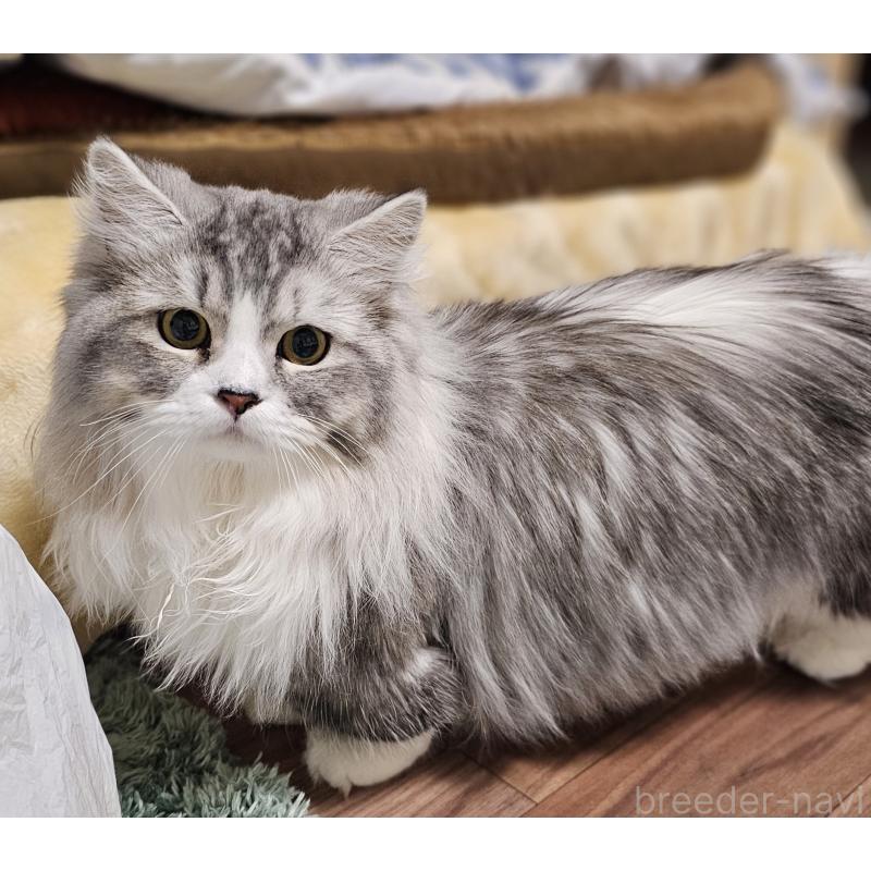 テバギくん1枚目