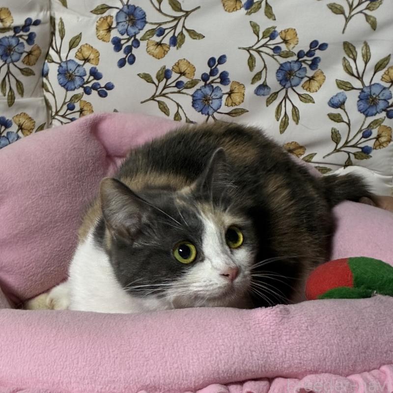 販売中の神奈川県のマンチカン(短足)-130317の8枚目