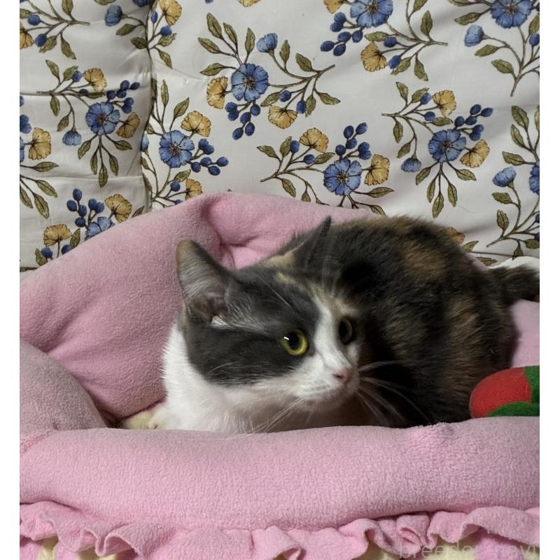 販売中の神奈川県のマンチカン(短足)-130317の7枚目