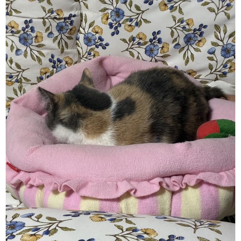 販売中の神奈川県のマンチカン(短足)-130317の6枚目