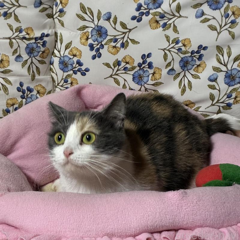 販売中の神奈川県のマンチカン(短足)-130317の5枚目