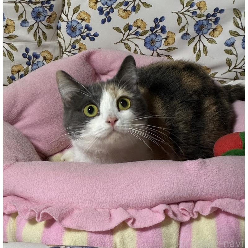 販売中の神奈川県のマンチカン(短足)-130317の3枚目