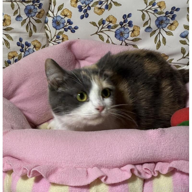 販売中の神奈川県のマンチカン(短足)-130317の2枚目