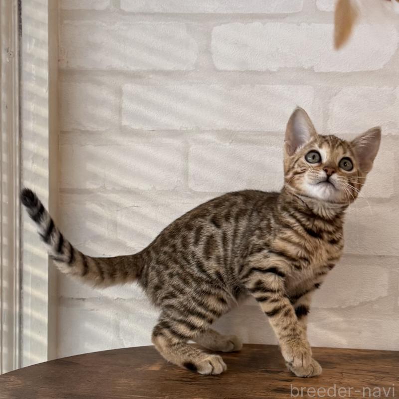 販売中の大阪府のベンガル-130319の11枚目