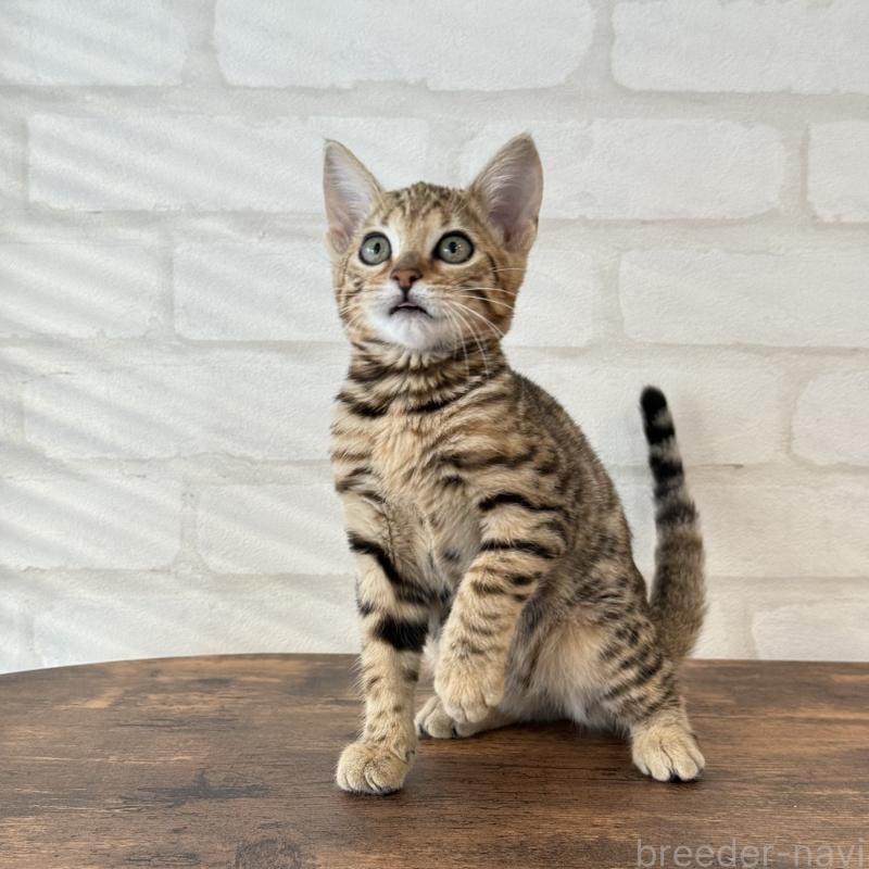 販売中の大阪府のベンガル-130319の10枚目