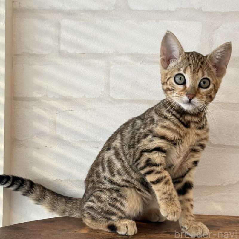 販売中の大阪府のベンガル-130319の9枚目