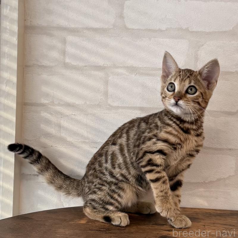 販売中の大阪府のベンガル-130319の8枚目