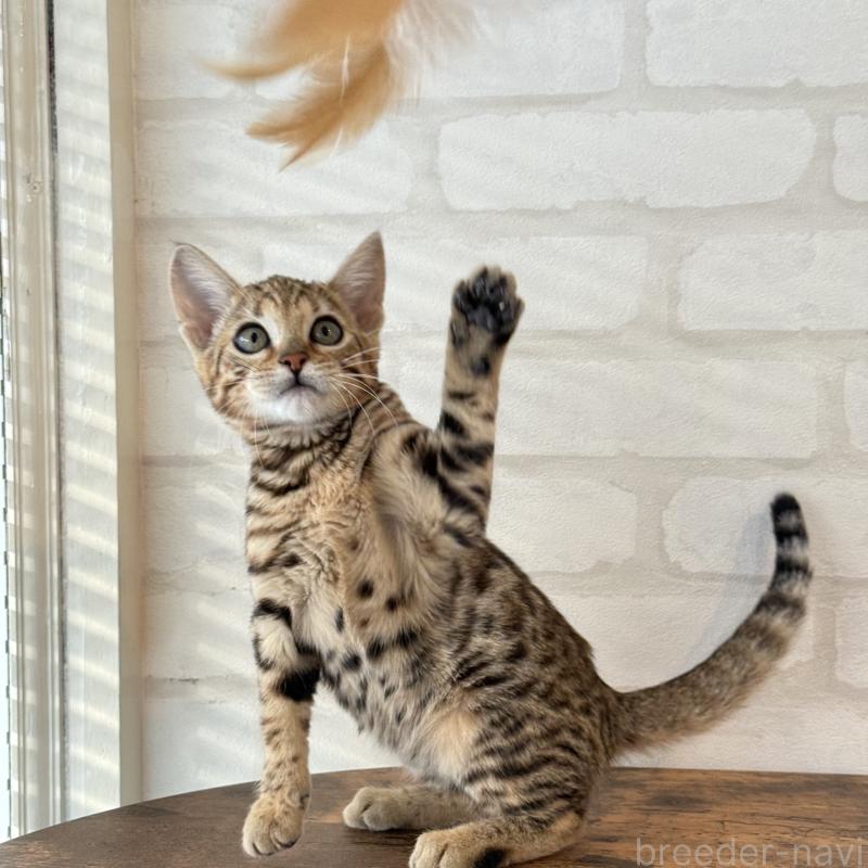 販売中の大阪府のベンガル-130319の7枚目