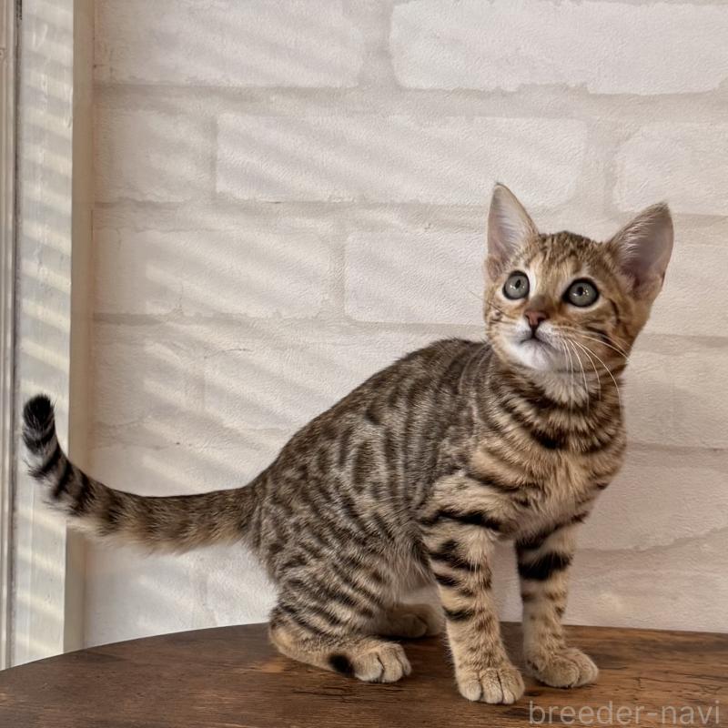 販売中の大阪府のベンガル-130319の6枚目