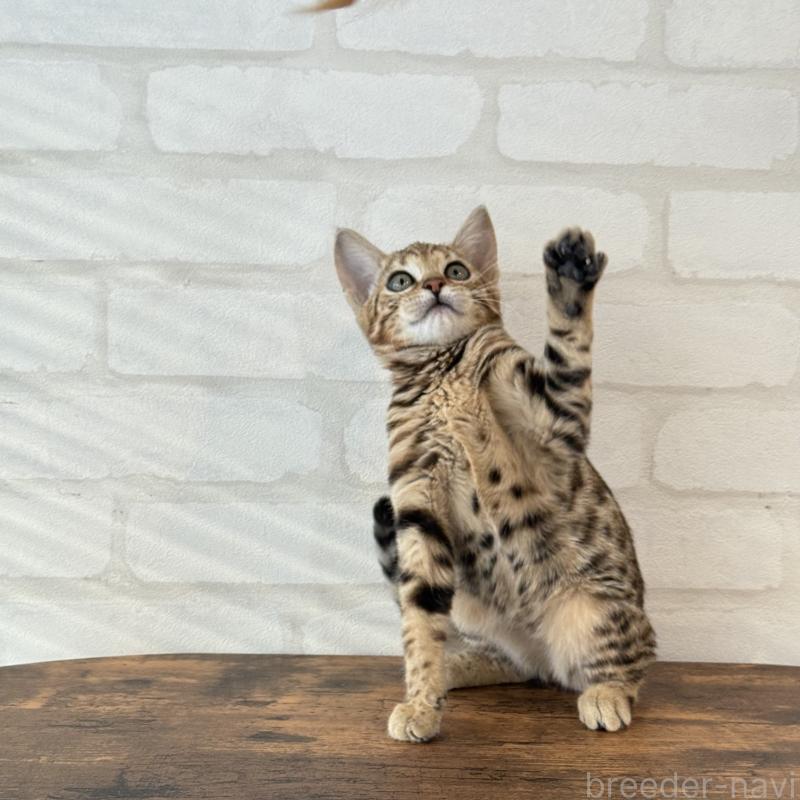 販売中の大阪府のベンガル-130319の5枚目