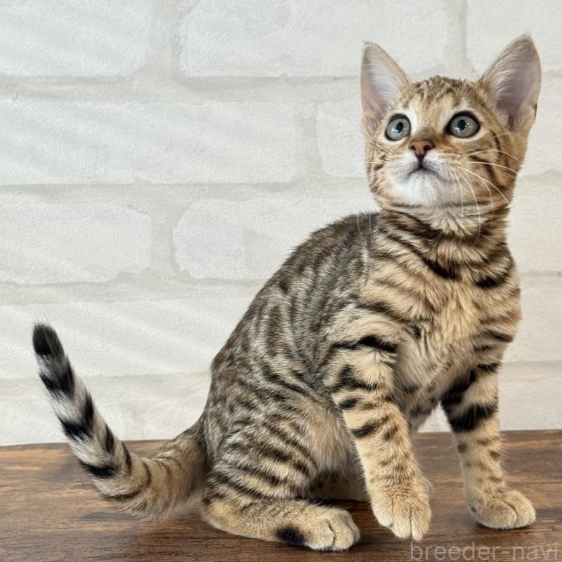 販売中の大阪府のベンガル-130319の3枚目