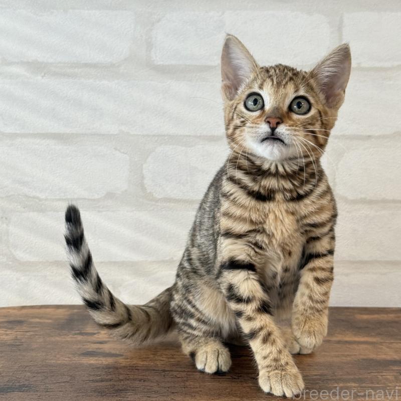 販売中の大阪府のベンガル-130319の1枚目