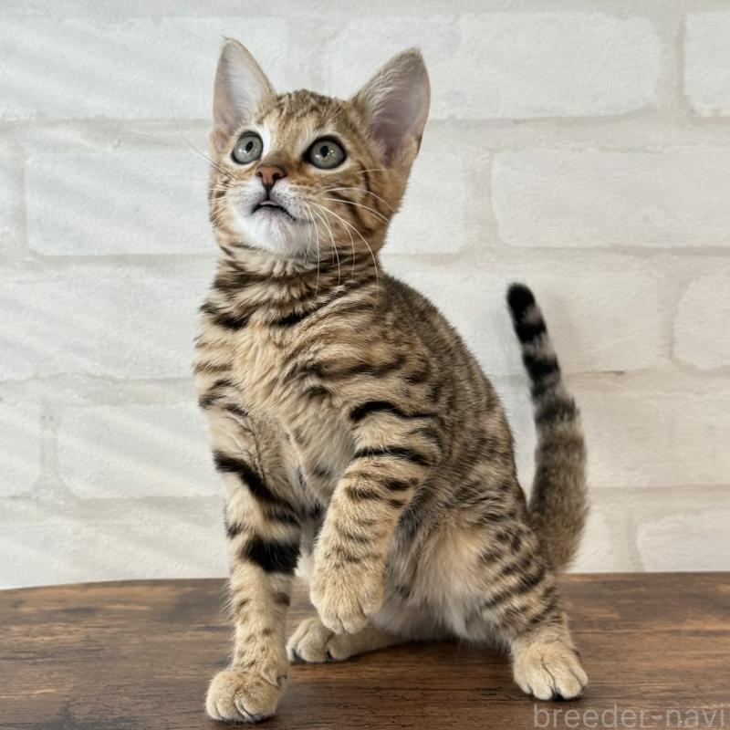 販売中の大阪府のベンガル-130319の2枚目