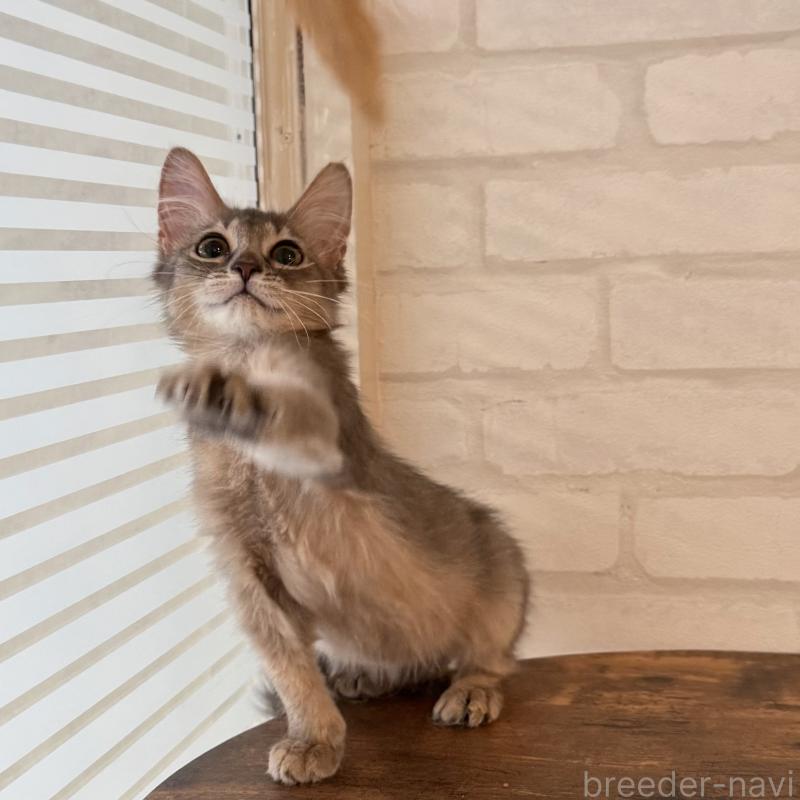 販売中の大阪府のソマリ-130321の10枚目