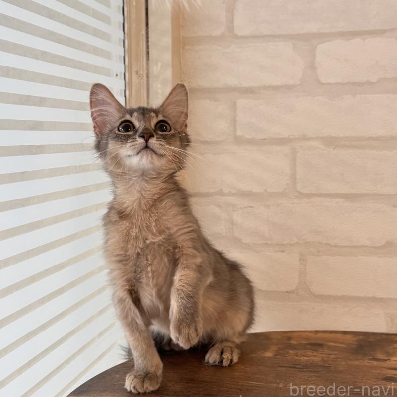 販売中の大阪府のソマリ-130321の1枚目