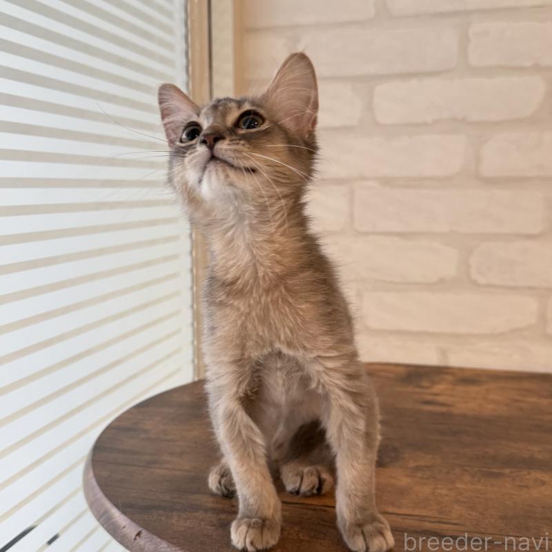 販売中の大阪府のソマリ-130321の9枚目