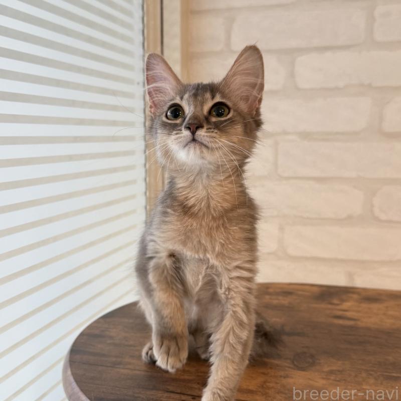 販売中の大阪府のソマリ-130321の8枚目