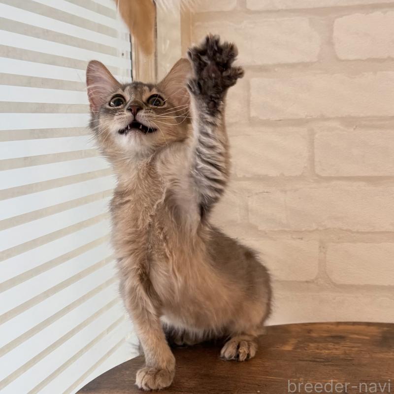 販売中の大阪府のソマリ-130321の7枚目