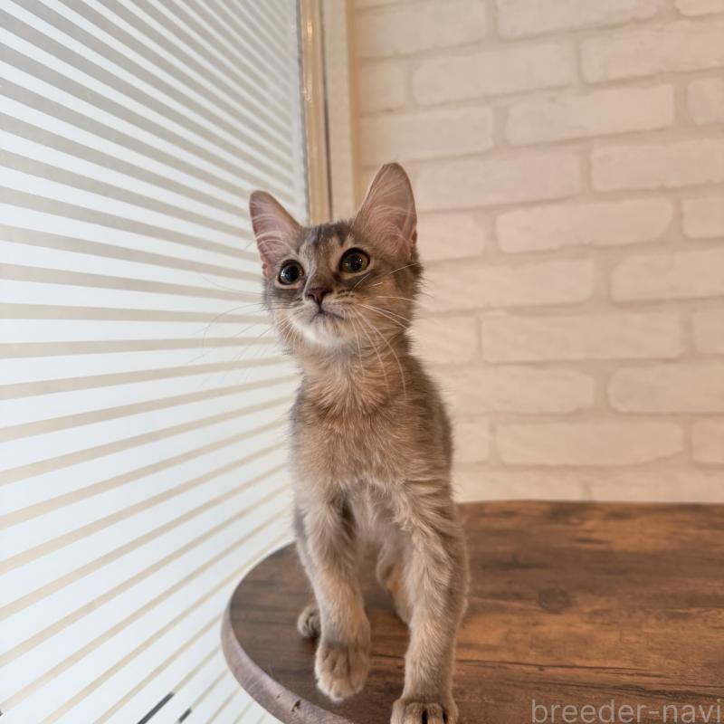 販売中の大阪府のソマリ-130321の6枚目