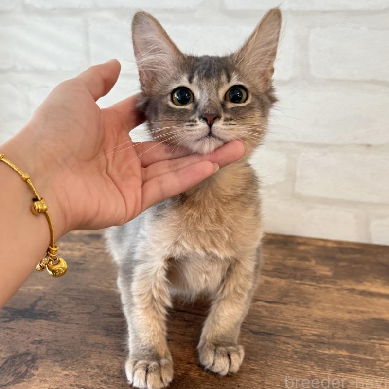 販売中の大阪府のソマリ-130321の5枚目