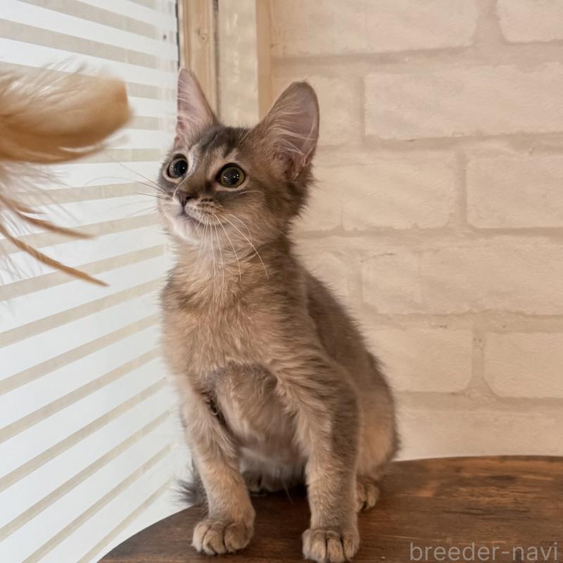 販売中の大阪府のソマリ-130321の4枚目