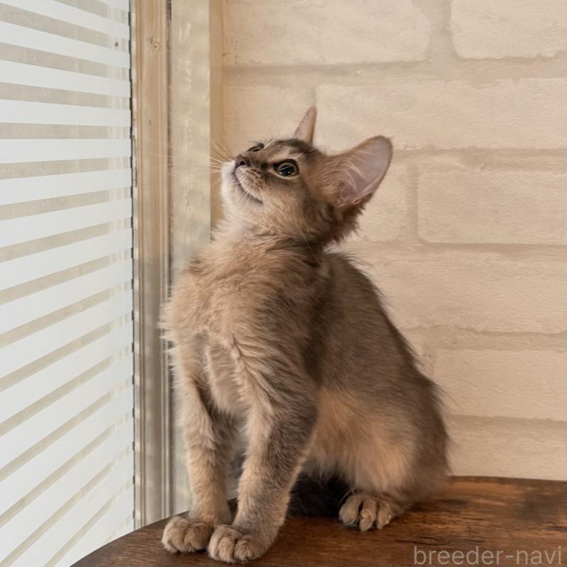 販売中の大阪府のソマリ-130321の3枚目