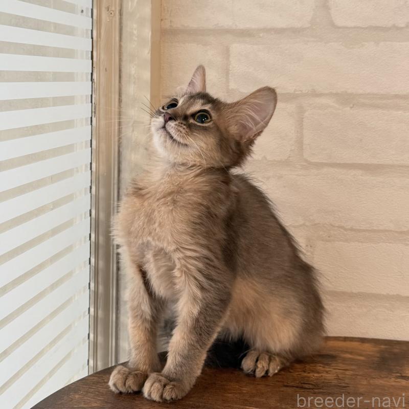 販売中の大阪府のソマリ-130321の2枚目