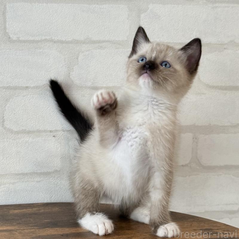 販売中の大阪府のトンキニーズ-130322の10枚目