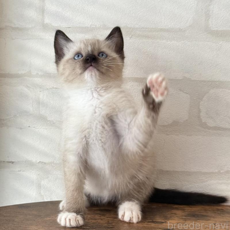 販売中の大阪府のトンキニーズ-130322の9枚目