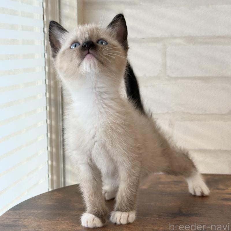 販売中の大阪府のトンキニーズ-130322の8枚目