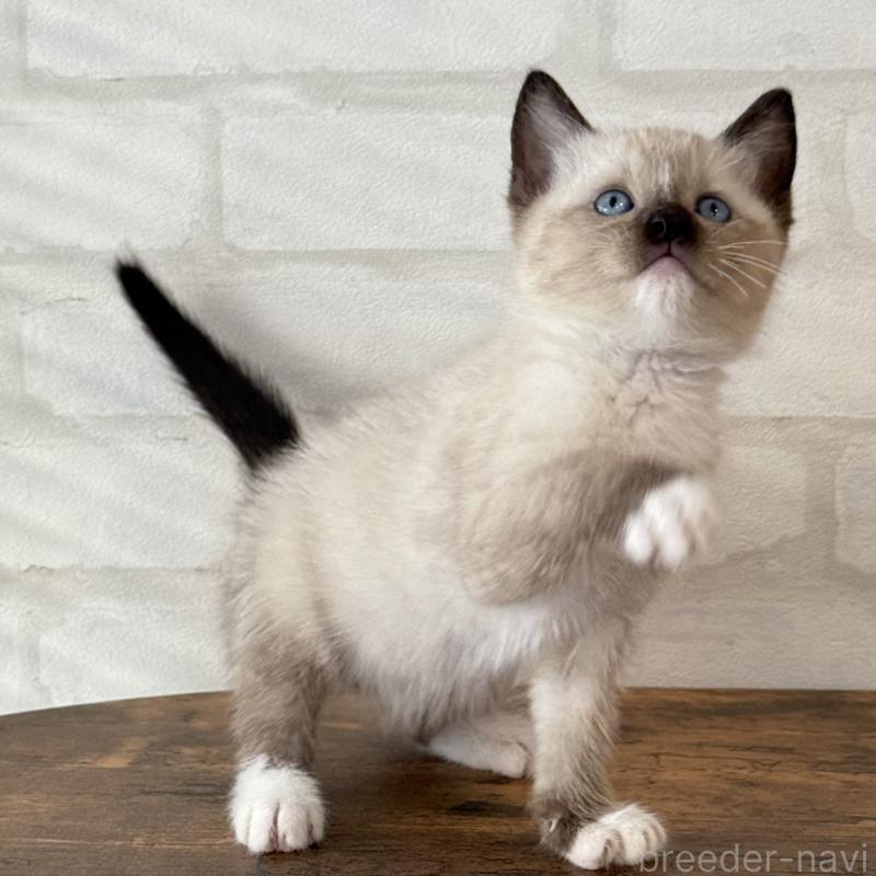 販売中の大阪府のトンキニーズ-130322の7枚目