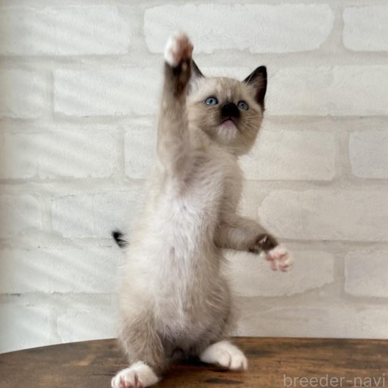 販売中の大阪府のトンキニーズ-130322の6枚目