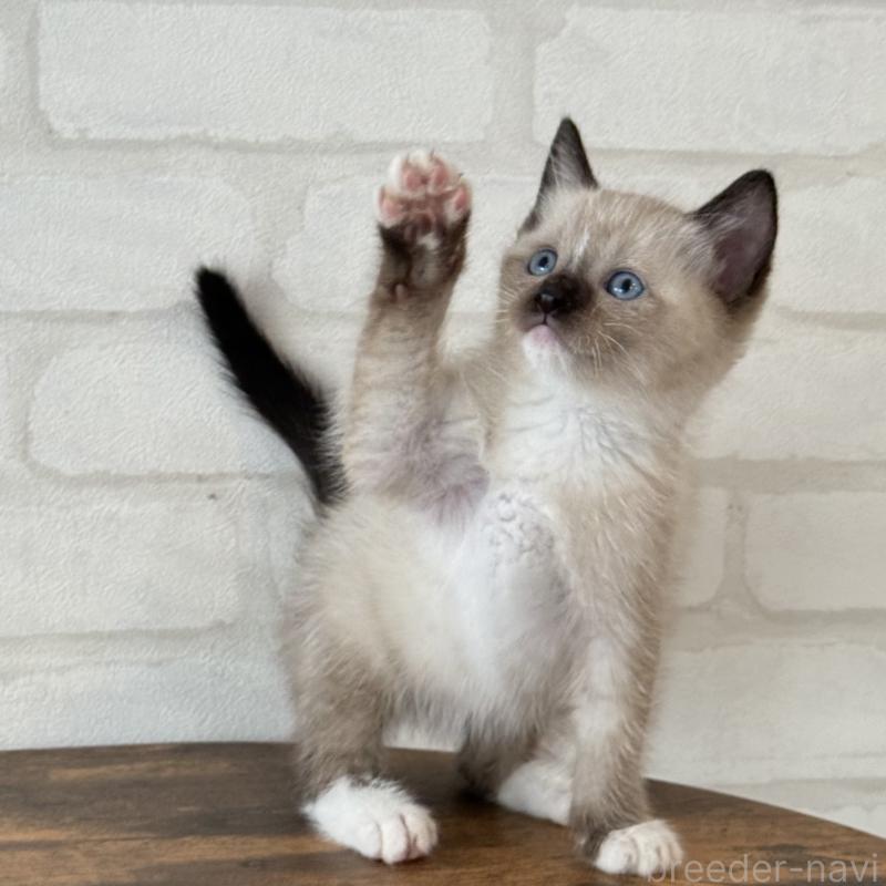 販売中の大阪府のトンキニーズ-130322の5枚目