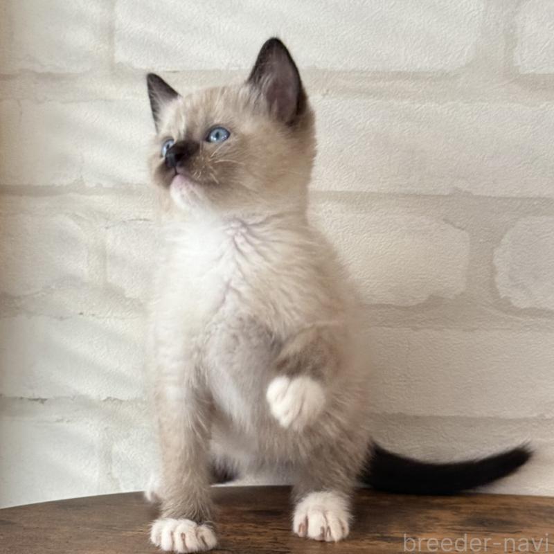 販売中の大阪府のトンキニーズ-130322の4枚目