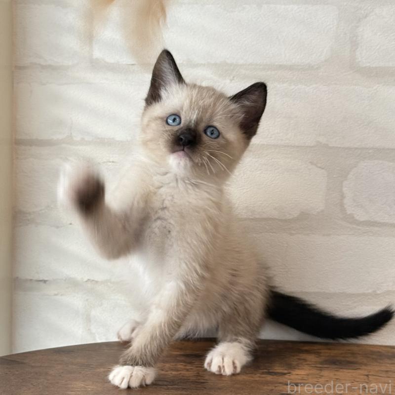 販売中の大阪府のトンキニーズ-130322