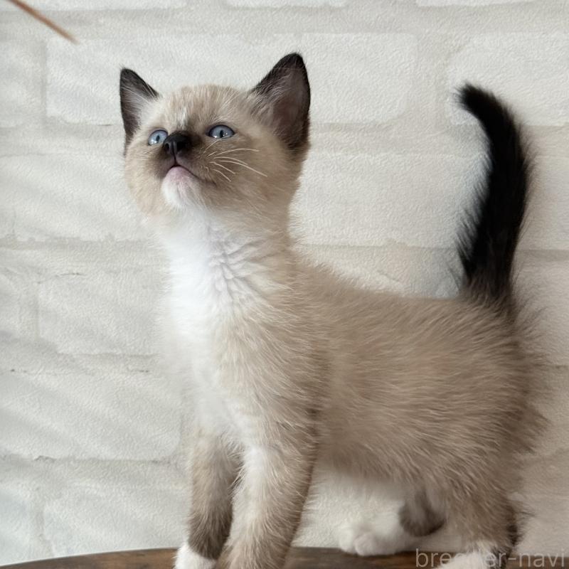 販売中の大阪府のトンキニーズ-130322の3枚目