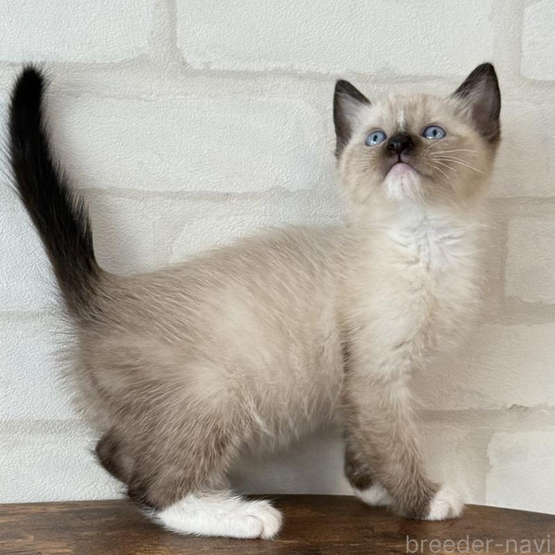 販売中の大阪府のトンキニーズ-130322の2枚目