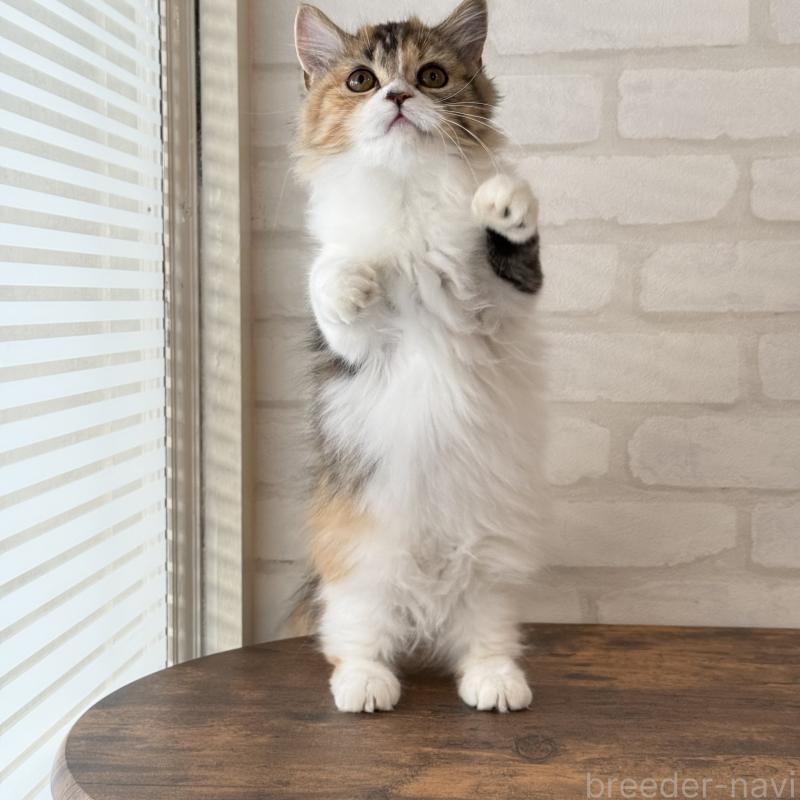 販売中の大阪府のマンチカン(短足)-130323の10枚目