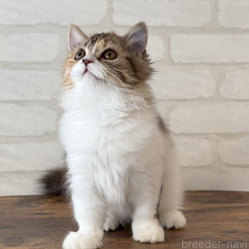 販売中の大阪府のマンチカン(短足)-130323の8枚目