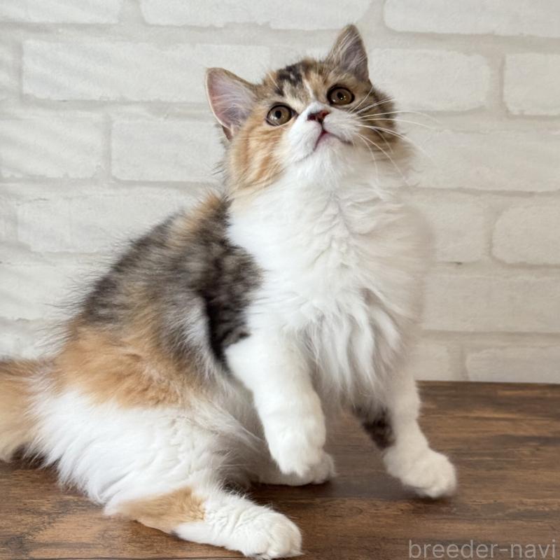 販売中の大阪府のマンチカン(短足)-130323