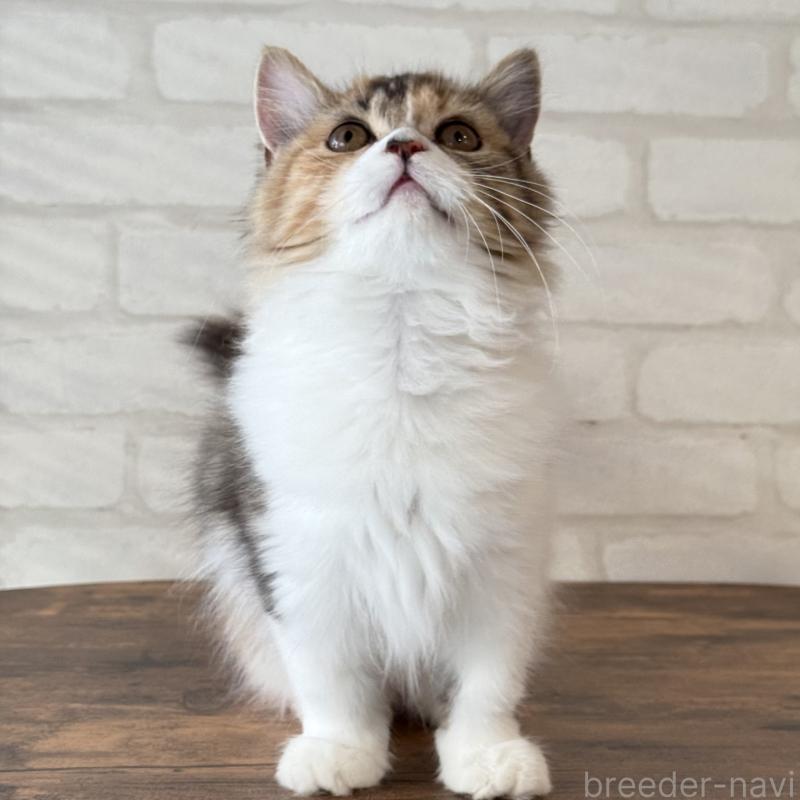 販売中の大阪府のマンチカン(短足)-130323の6枚目