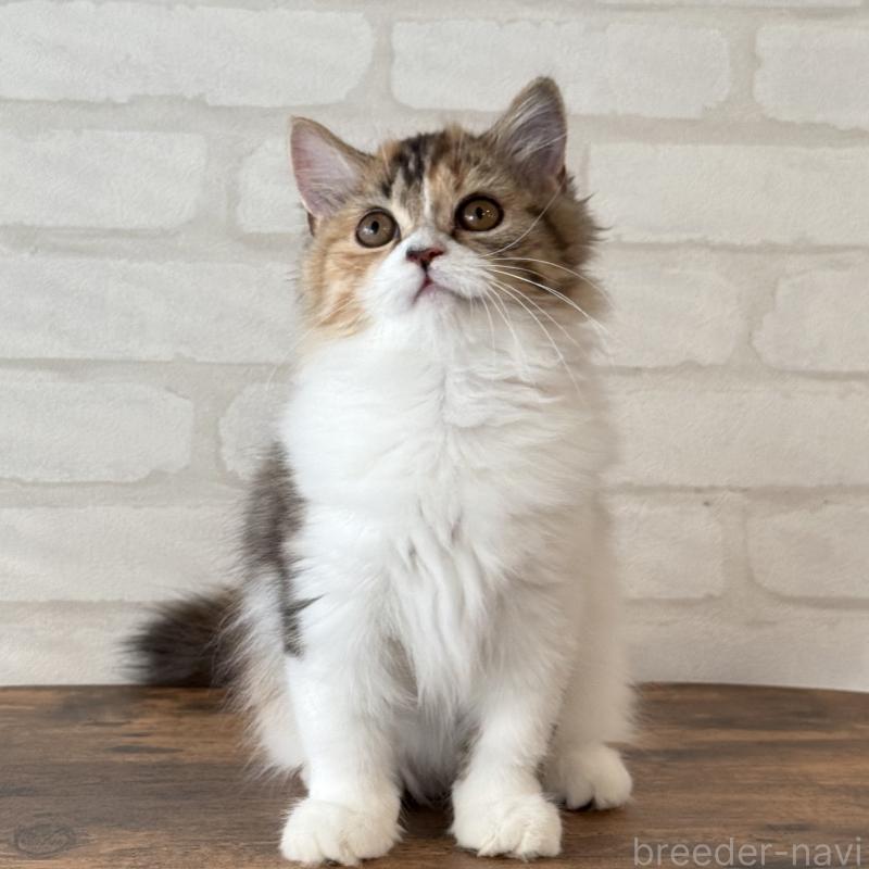 販売中の大阪府のマンチカン(短足)-130323の5枚目