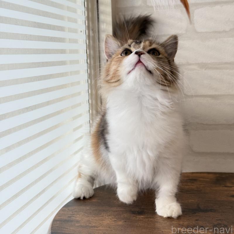 販売中の大阪府のマンチカン(短足)-130323の4枚目