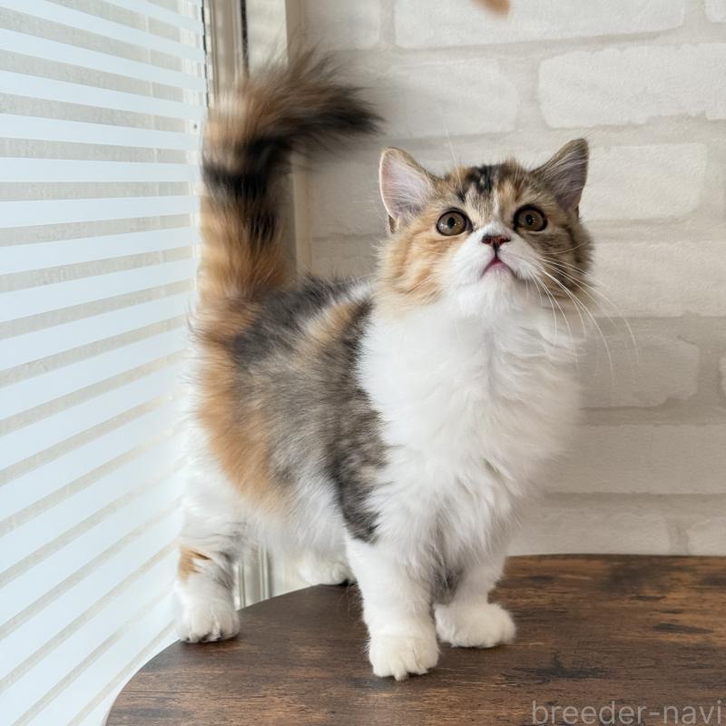 販売中の大阪府のマンチカン(短足)-130323の3枚目