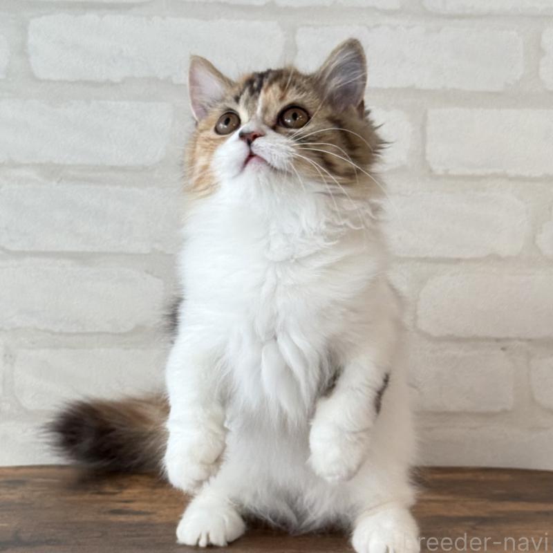 販売中の大阪府のマンチカン(短足)-130323の2枚目