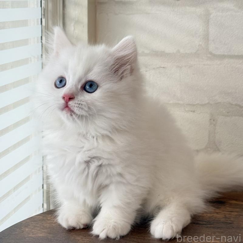 販売中の大阪府のマンチカン(短足)-130324の14枚目