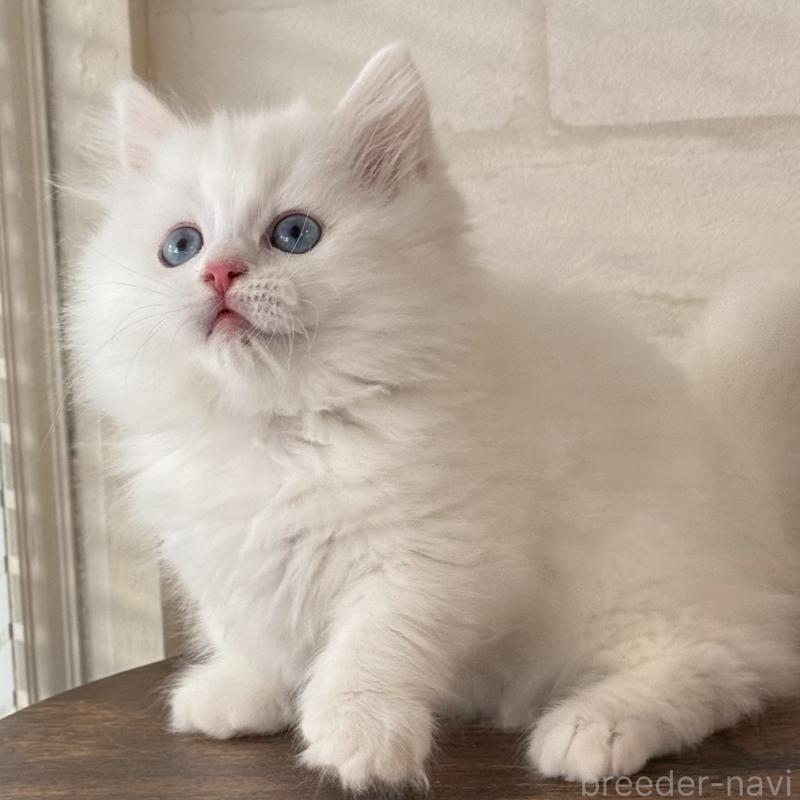 販売中の大阪府のマンチカン(短足)-130324