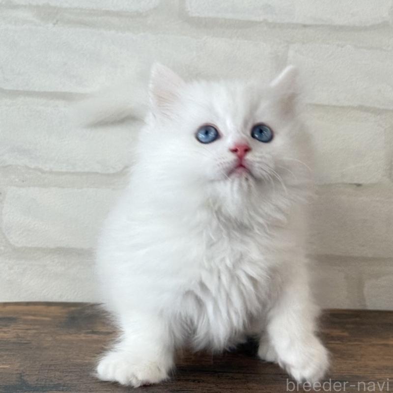 販売中の大阪府のマンチカン(短足)-130324の13枚目